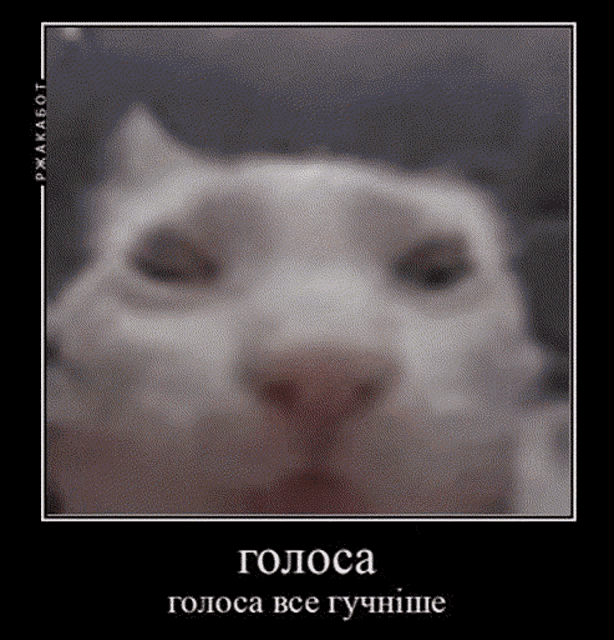 a close up of a white cat 's face on a black background with a caption in a foreign language .