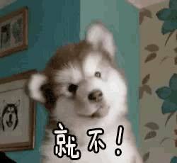 a husky puppy is standing in a corner of a room and making a funny face .