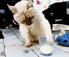 牛奶 猫咪 可爱 GIF - Milk Cat Kitten GIFs