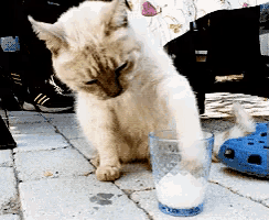 a cat reaches for a glass of milk