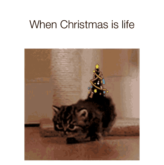 a picture of a cat with a christmas tree on its head