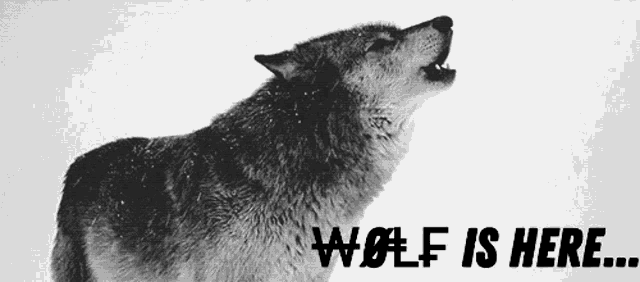 Wolf Wolf Is Here GIF - Wolf Wolf Is Here GIFs