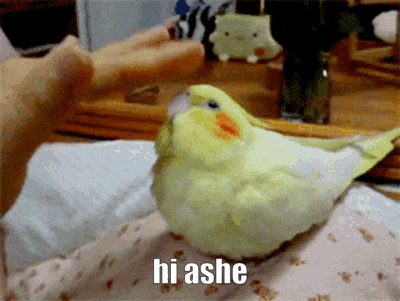 a yellow and white bird sitting on a bed with the words hi ashe written below it