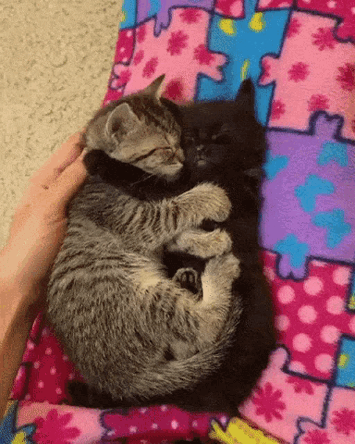 Cat Cuddle GIF - Cat Cuddle Cat Cuddle GIFs
