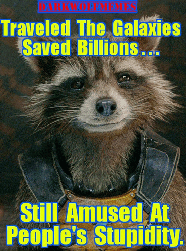 a picture of a raccoon with the caption traveled the galaxies saved billions and still amused at people 's stupidity