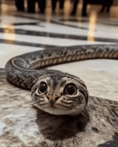 a cat with a snake 's head on its head