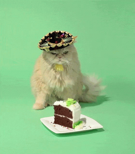 Birthday Cat Cake GIF - Birthday Cat Cake Angry GIFs