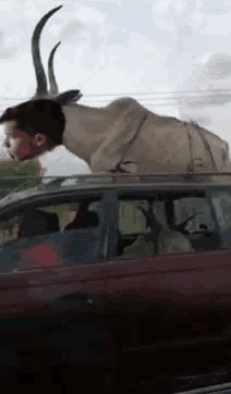 a man is riding in a car with a cow on top of him