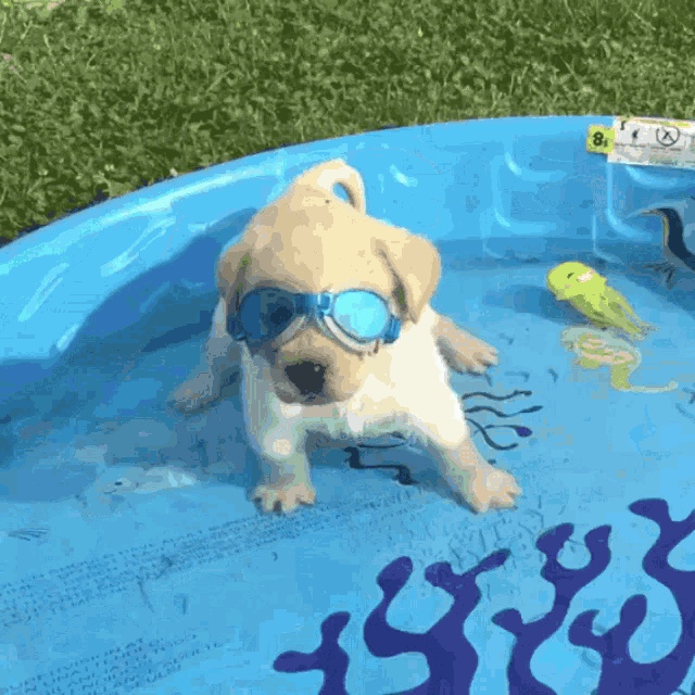 Dog Cute GIF - Dog Cute Pool GIFs