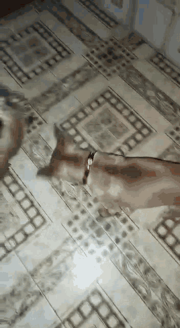 a dog is laying on a tiled floor with a person 's hand behind it .