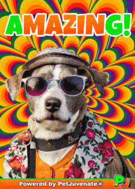 a dog wearing sunglasses and a hat with the words amazing written on it
