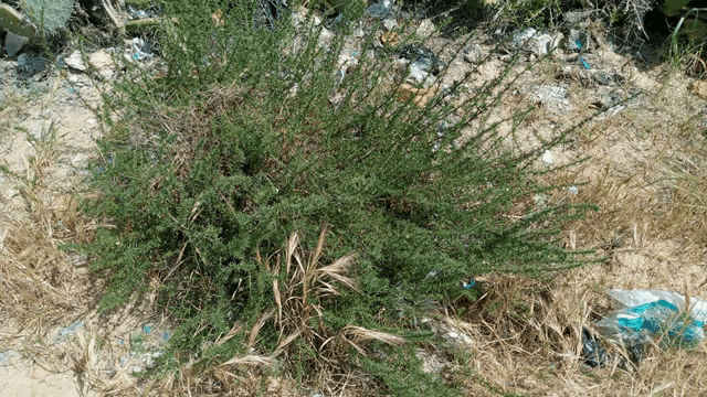 a plant with a lot of branches is growing out of the ground