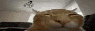 a close up of a cat sleeping with its eyes closed .