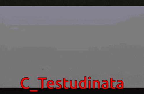 a computer screen displays the name c_testudinata