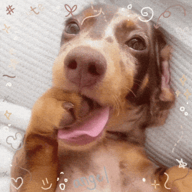 a brown and white dog with its tongue hanging out and the word angel written on its chest