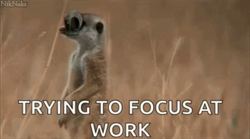 Trying To Focus At Work Cute GIF - Trying To Focus At Work Cute Animal GIFs