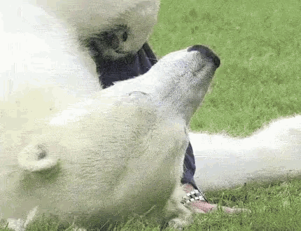Polar Polar Bear GIF - Polar Polar Bear Tickle GIFs