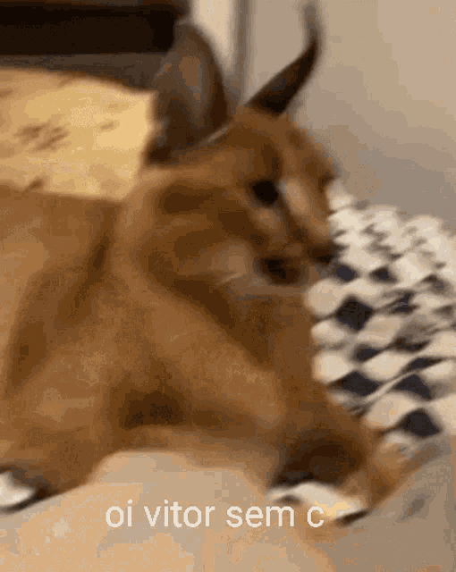 a cat with horns is laying on a bed with the words oi vitor sem c above it