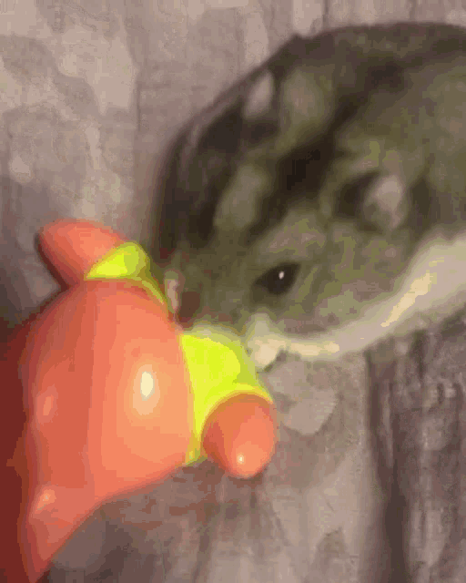 Cursed Mouse GIF - Cursed Mouse Patrick GIFs