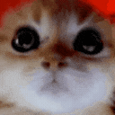 a close up of a cat 's face with its eyes closed .