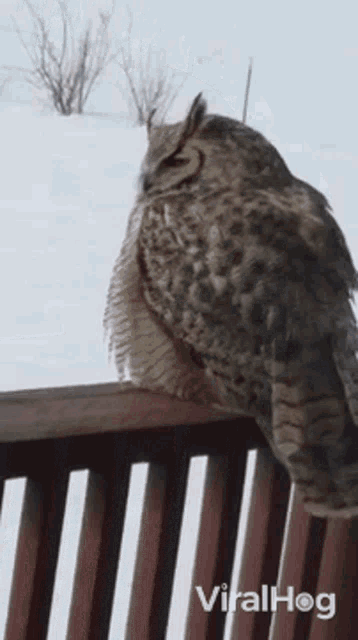 Owl Viralhog GIF - Owl Viralhog Sleepy GIFs