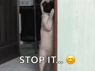 Stop It Dog GIF - Stop It Dog Pug GIFs