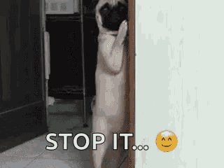 a pug dog is standing on its hind legs in front of a door with the words `` stop it '' written on it .