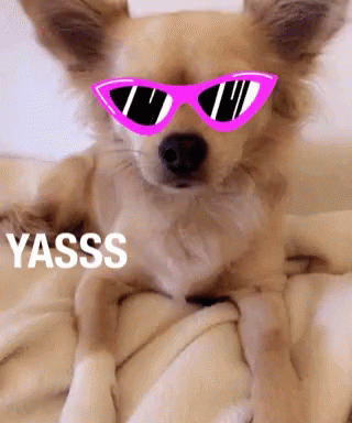 Yasss Dog GIF - Yasss Dog Sunglasses GIFs
