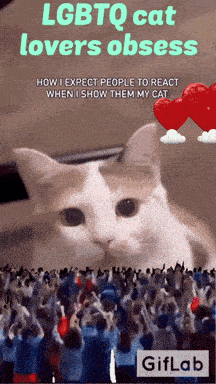 a cat is surrounded by a crowd of people and says " lgbtq cat lovers obsession "