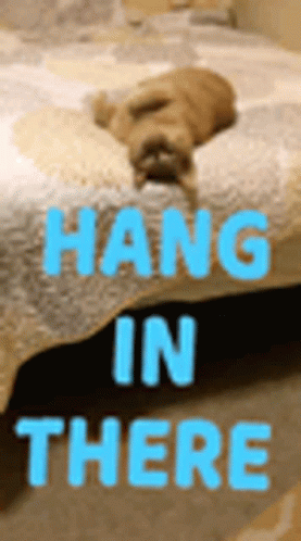 Hang In There Cat GIF - Hang In There Cat You Got This GIFs