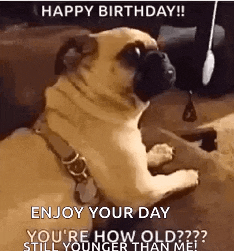 a pug dog is sitting on a couch with the words `` happy birthday ! enjoy your day you 're how old ? ''