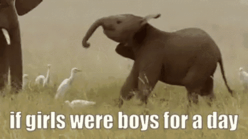 a baby elephant is walking through a grassy field .