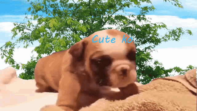 a puppy with the word cute written on its face
