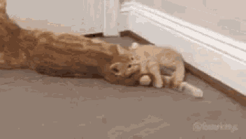 a cat is laying on the floor with a kitten .