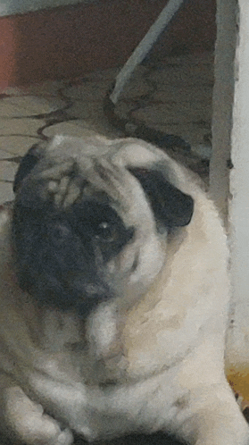 a pug dog is laying down on the floor and looking at the camera