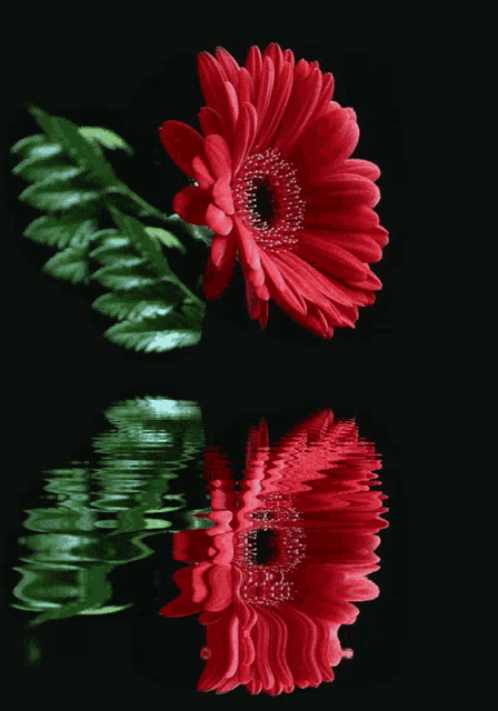 a red flower is reflected in a black water surface
