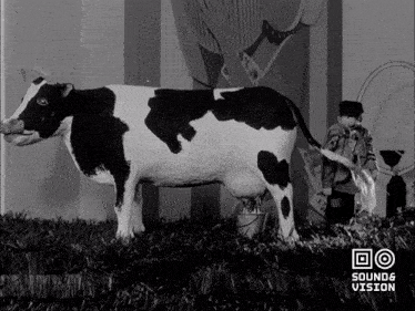 Cow Milk GIF - Cow Milk Dutch GIFs