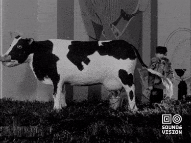 a black and white photo of a cow with sounds vision written on the bottom right