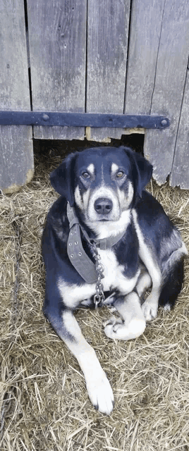 a black and white dog with a chain around its neck is laying on a pile of hay