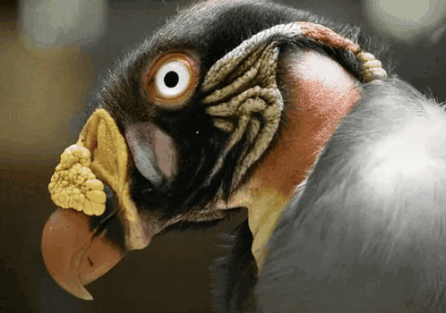 a close up of a bird 's head with a yellow beak