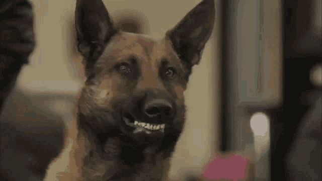a german shepherd dog with braces on its teeth is smiling and looking at the camera .