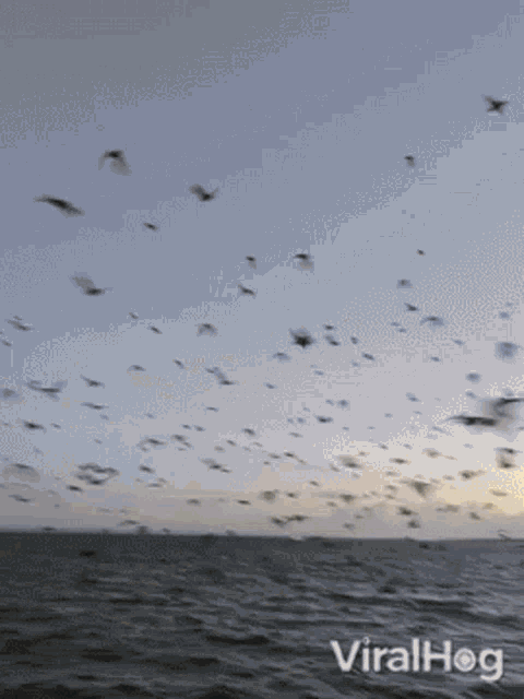 Bird Viralhog GIF - Bird Viralhog Swarm GIFs