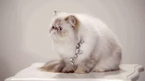 Cat Catto GIF - Cat Catto Shocked GIFs