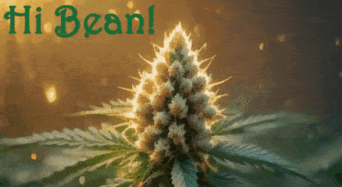 a picture of a marijuana plant with the words hi bean in green