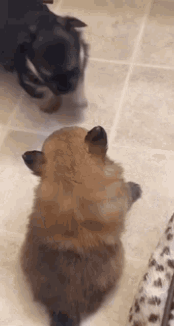 Puppy Play GIF - Puppy Play Fight GIFs