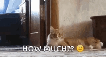 a cat is standing in front of a door with the words `` how much '' written on it .