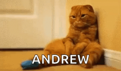 I Miss You Andrew Cat GIF