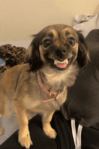 a small brown and black dog wearing a pink collar with rhinestones