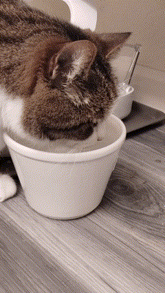 a brown and white cat drinking from a white bowl