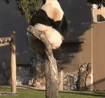 Panda Climb GIF - Panda Climb Fall GIFs